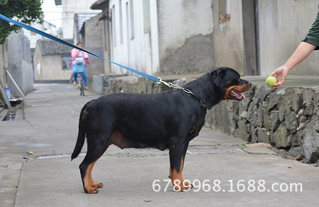 罗威纳犬,