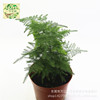 Micro -landscape landscaping plant bonsai landscape landscaping C90 basin