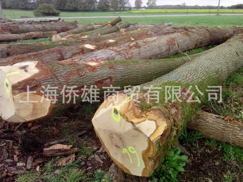 歐洲白橡木原木-2600元（1立方米）3