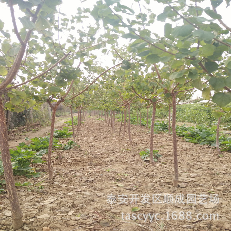 IMG20161013110126_副本 阿里