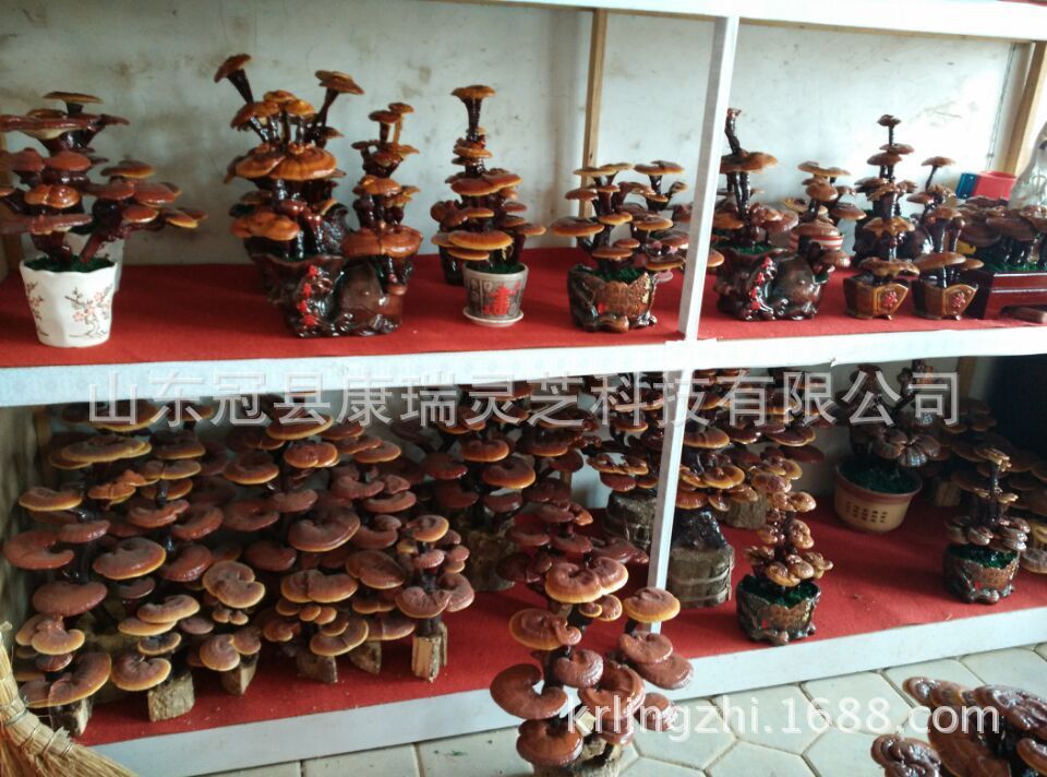灵芝盆景基地批发灵芝盆景摆件 办公室活体灵芝盆栽 聊城 康瑞灵芝-食品商务网
