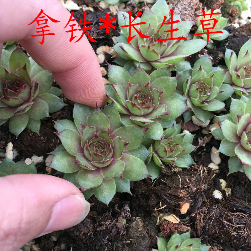 8210拿鐵長生草 (4)