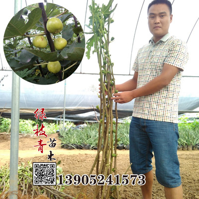 果树苗批发 美国无花果苗 金傲芬 无花果树苗 盆栽果树 当年结果|ms