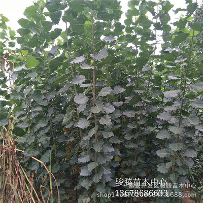 果树-当年种植杨树苗 木材加工杨树苗 速生杨树