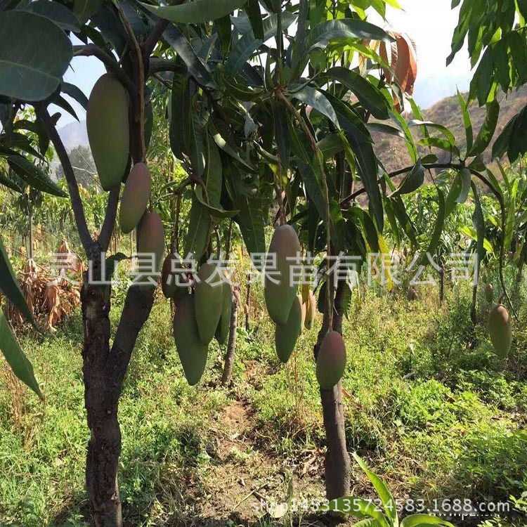 红贵妃芒果苗_果苗果树苗芒果苗 红贵妃 正品