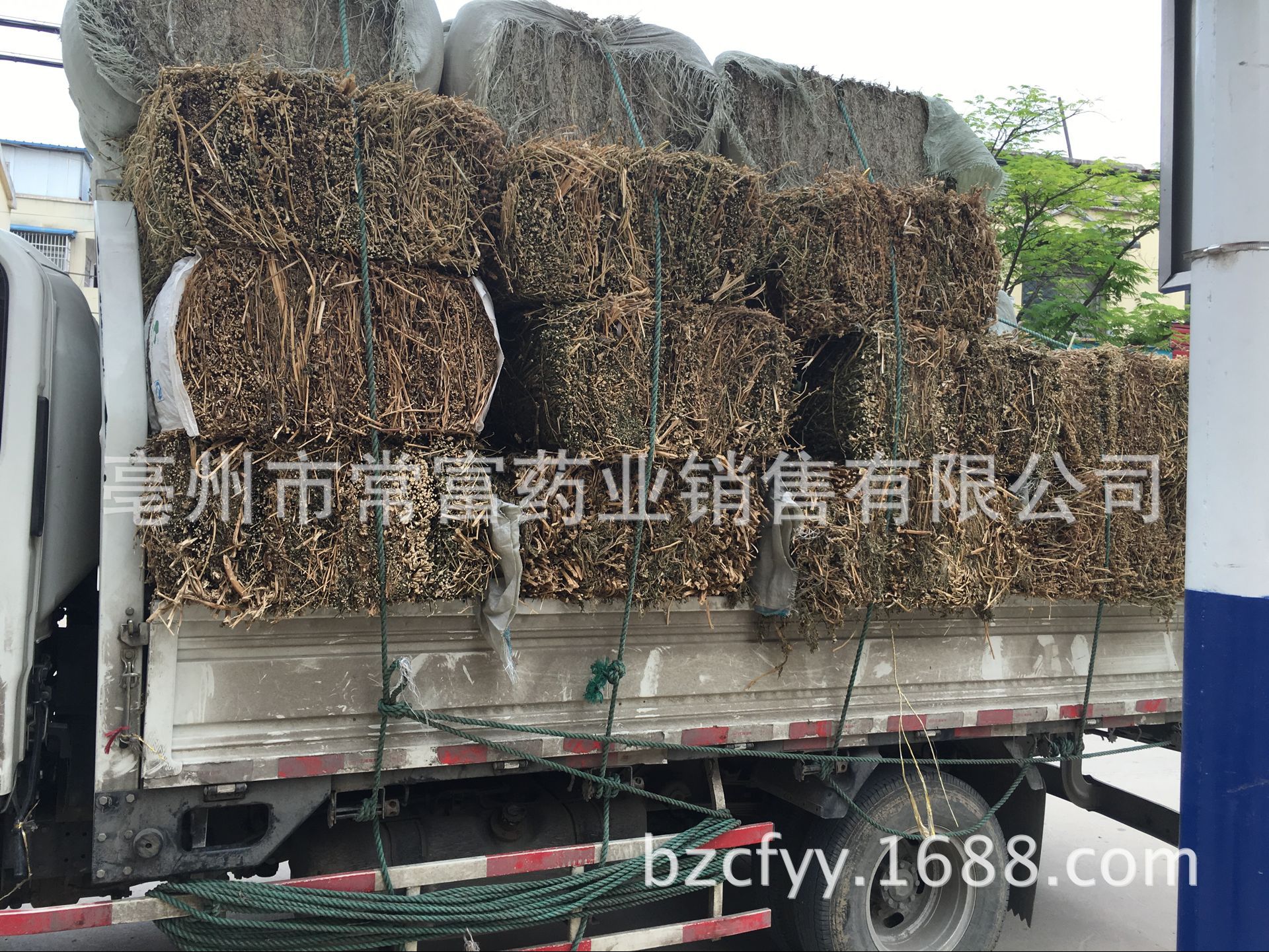 Dried Motherwort Herb Yi Mu Cao 500g Whole Cut Chinese Herbal Decoction Ingredient in use