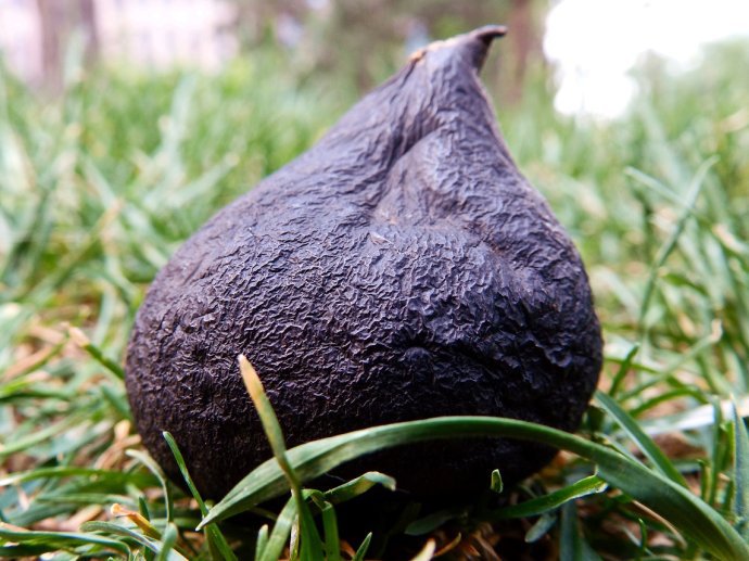 乌灵参提取物 乌灵菌粉 厂家现货 1kg起订