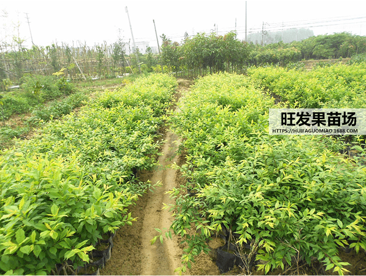 迟熟南华李_09