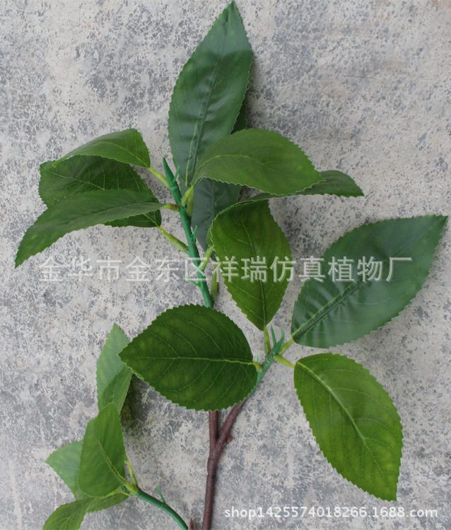 XRB-140木荷叶3叉枝15叶3