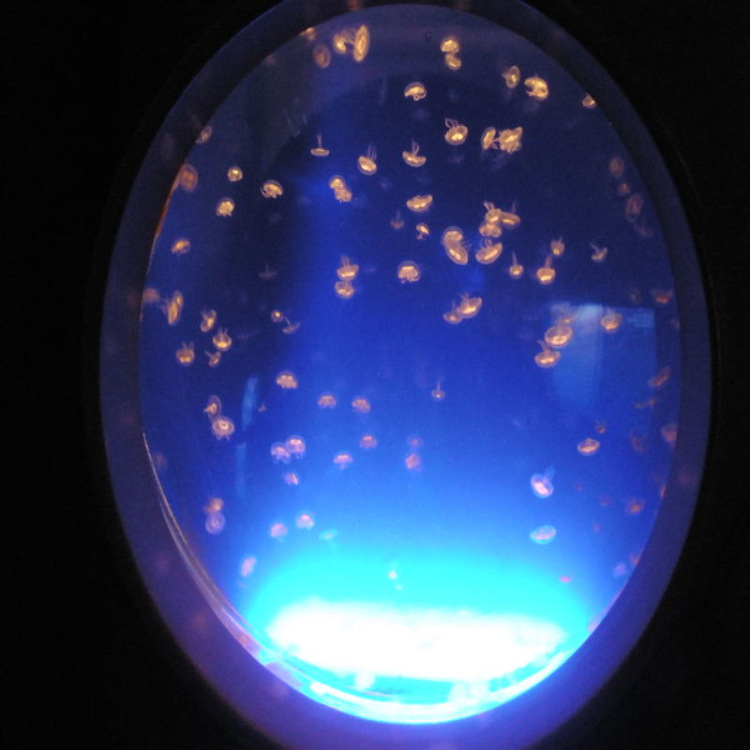 大型亚克力水族箱加工定制 生态鱼缸游泳池鱼缸 水母缸海洋馆工程