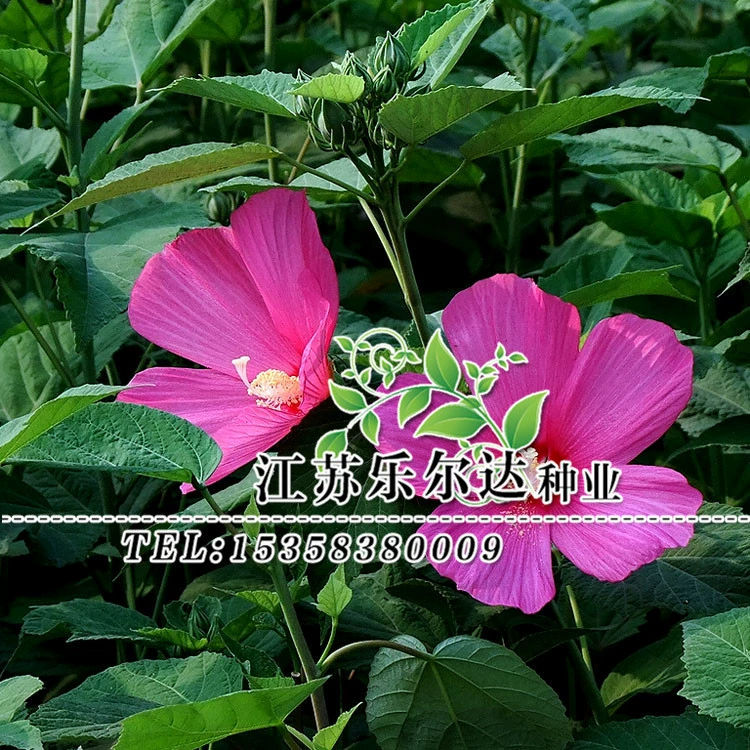 Оптовая Hollyhock семена Yizhang красный двор дорога проект большой цветок бамия семена пейзаж озеленение цветок просмотр трава цветы