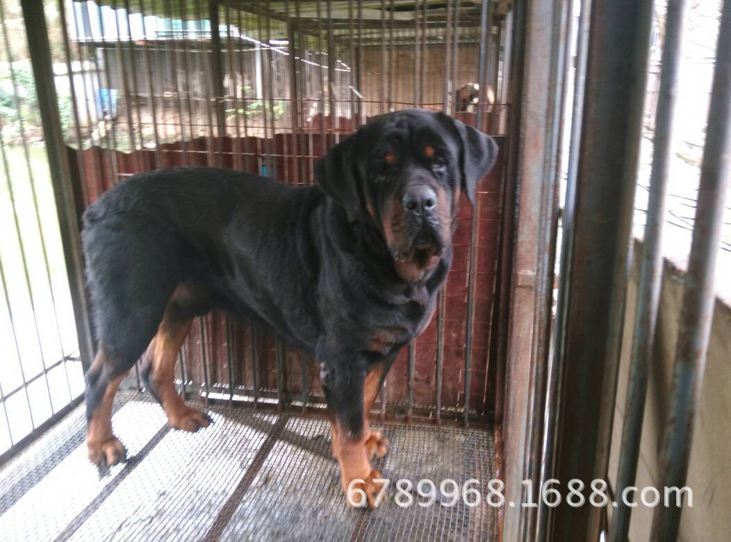 罗威纳犬,