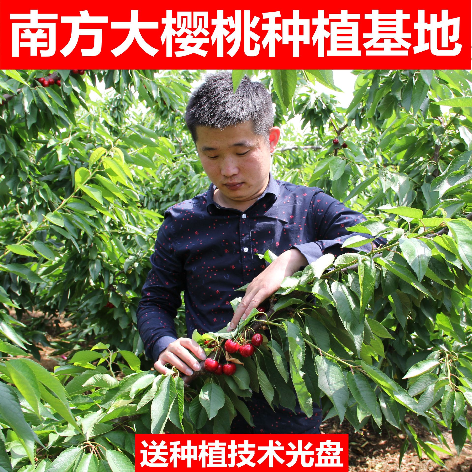 直销矮化大樱桃树苗 矮化车厘子树 2年苗1cm粗 批发樱桃苗|ms