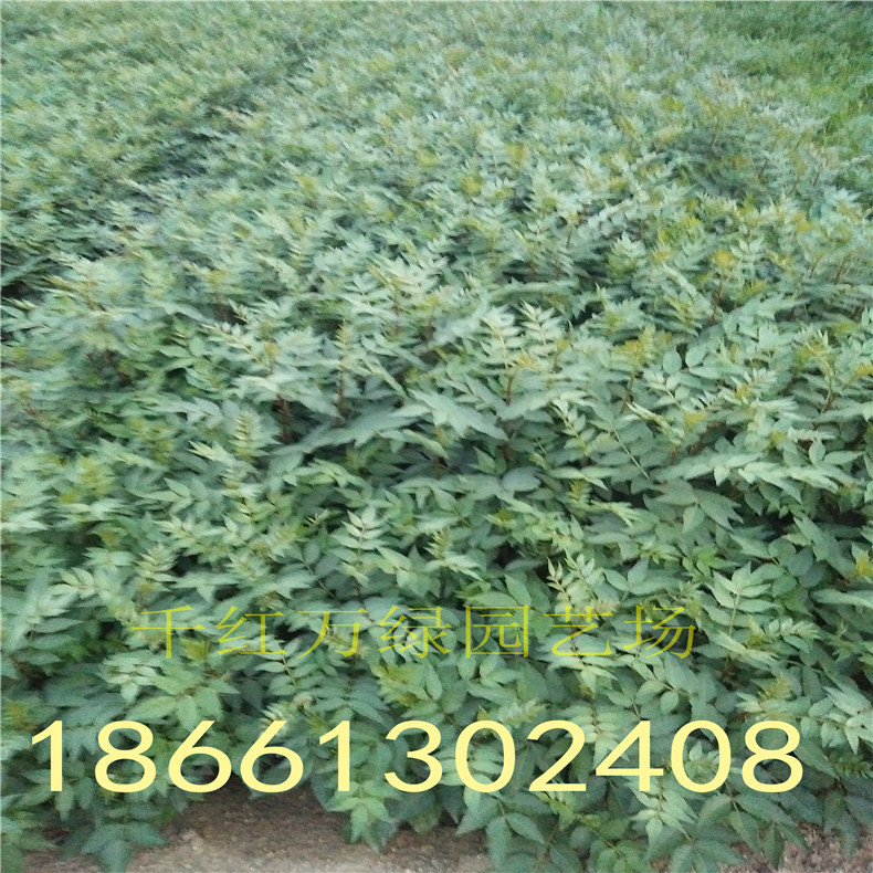 果树-花椒苗基地 出售1000万棵花椒苗 大红袍