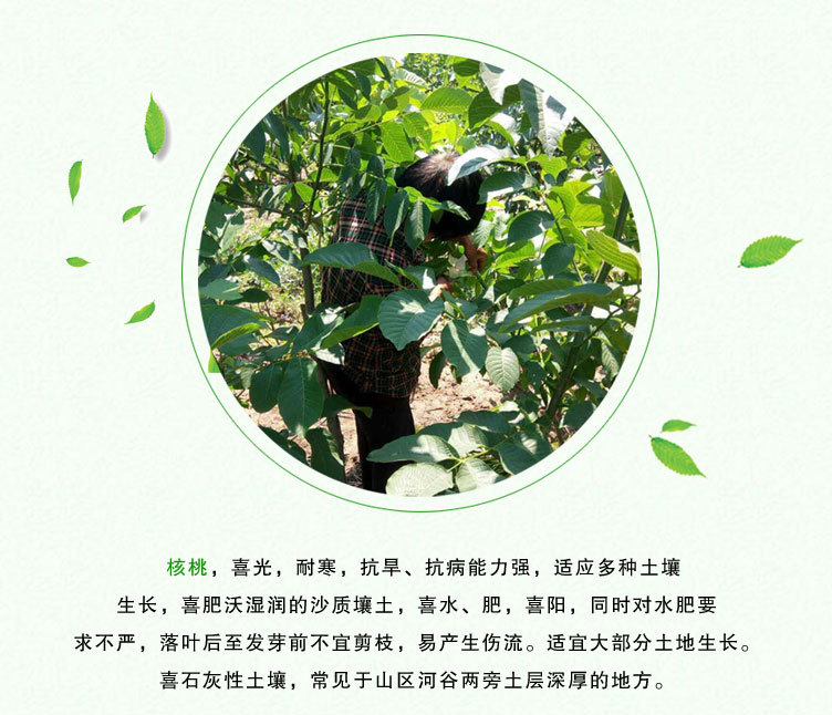 核桃苗终_03