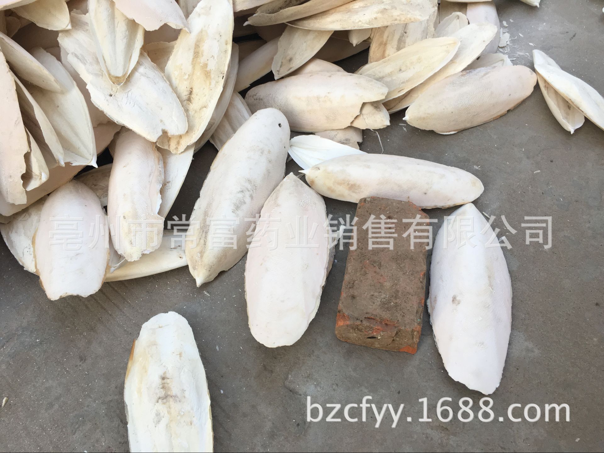 Cuttlebone Hai Piao Xiao 海螵蛸 Dried Cuttlefish Bone 500g Natural Sun Dried Whole Form quality and texture