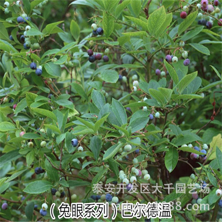 蓝莓