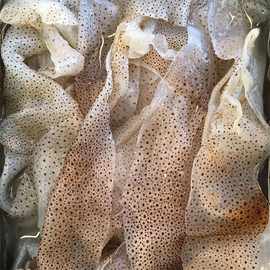 批发海蜇皮产地源头直供花点珊瑚海蜇丝凉拌菜20斤桶装海蜇海鲜