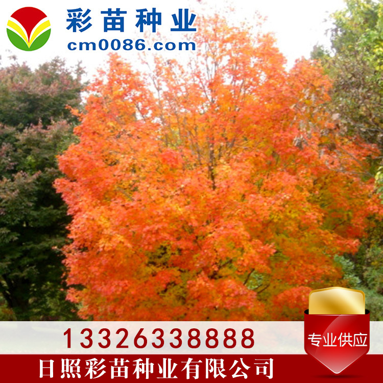 黄宝石红枫景观1