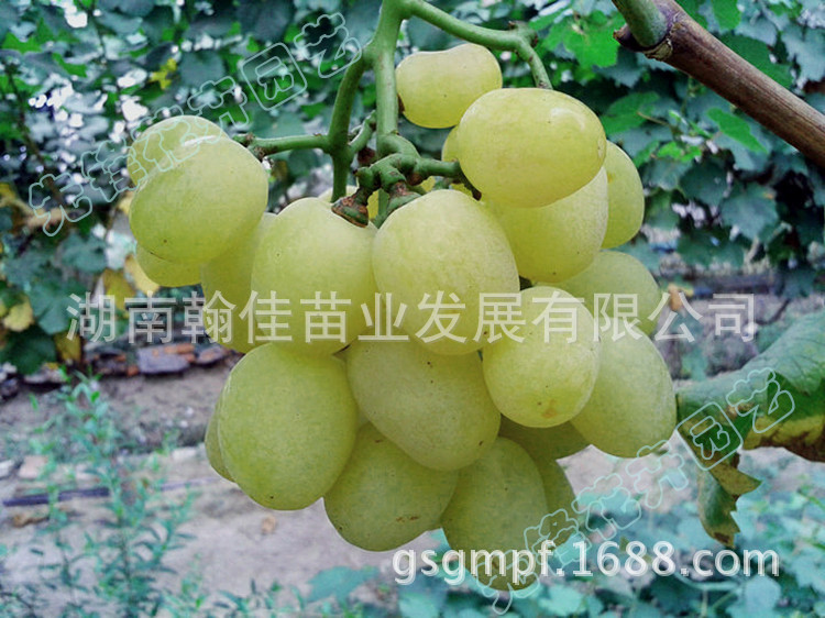 61a48b9a74d4c732d3d352502093a7