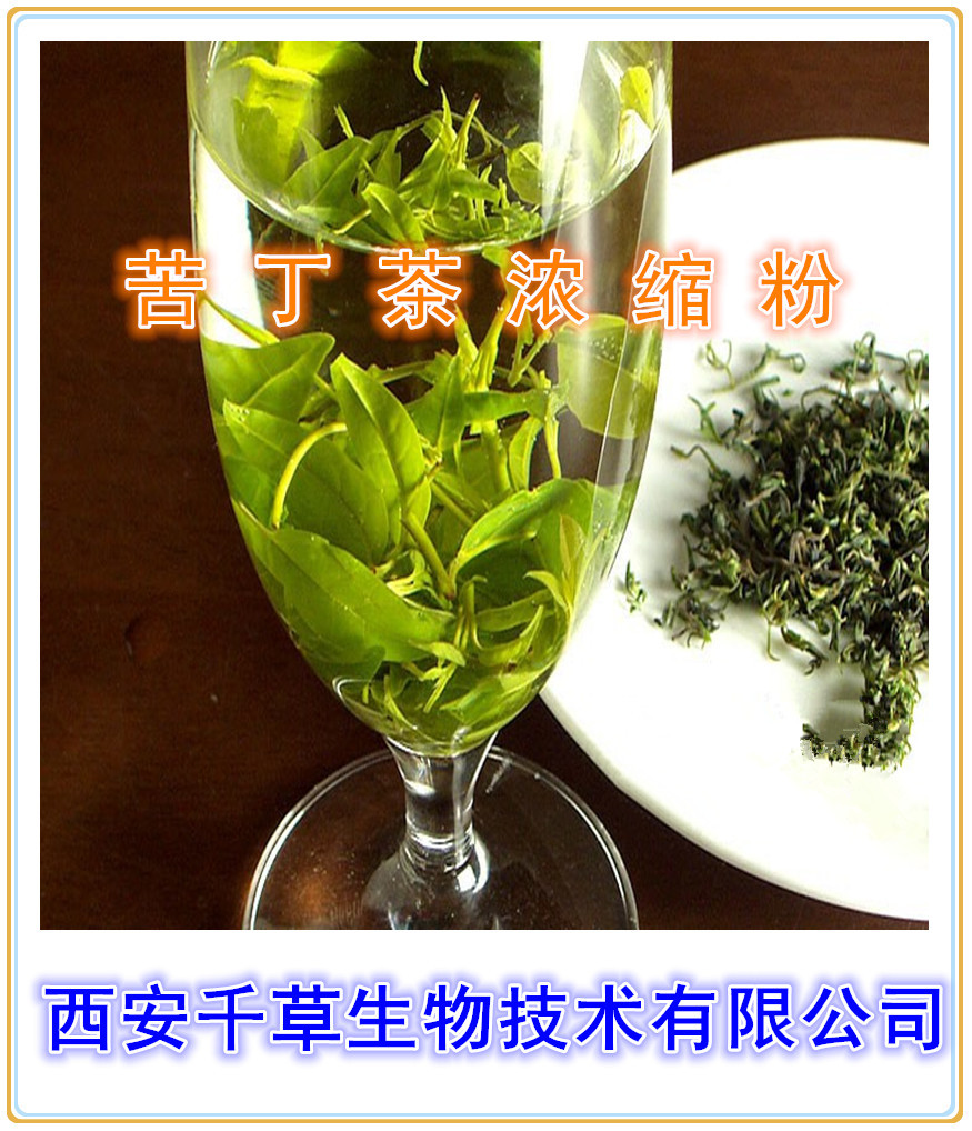 苦丁茶浓缩粉