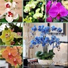 Preferably new flower Phalaenopsis seeds multi -color for selected potted plants mixed color 20 capsules/package packaging