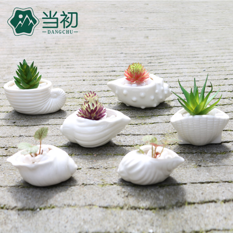 当初迷你zakka多肉植物花盆 拇指盆白色贝壳海螺海洋小号花盆陶瓷