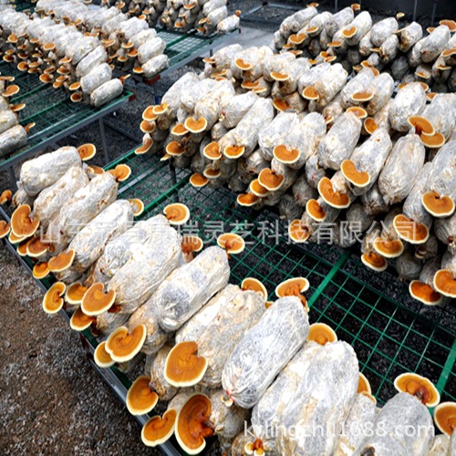 供应出口灵芝菌棒 发满菌丝的活体观赏灵芝盆景菌包 聊城 康瑞灵芝-食品商务网