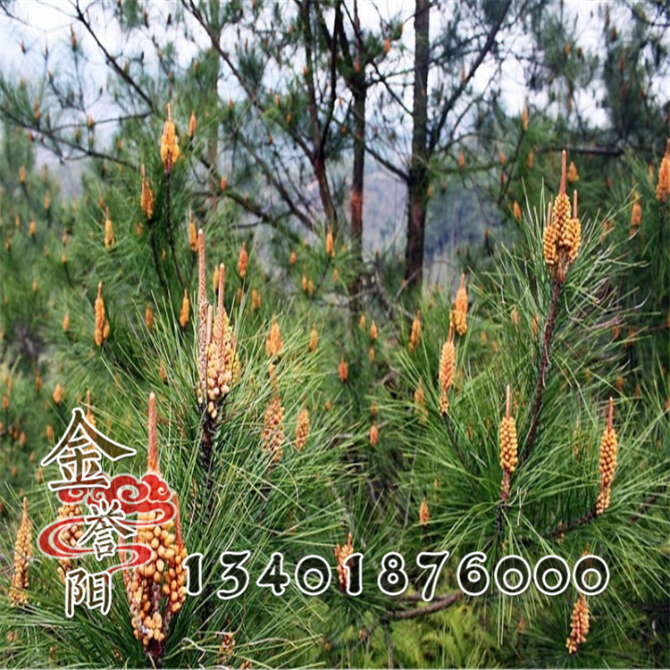 Trees Orthodox school Ponytail Pine Masson Pine wholesale Conifers and cypresses Base Ship