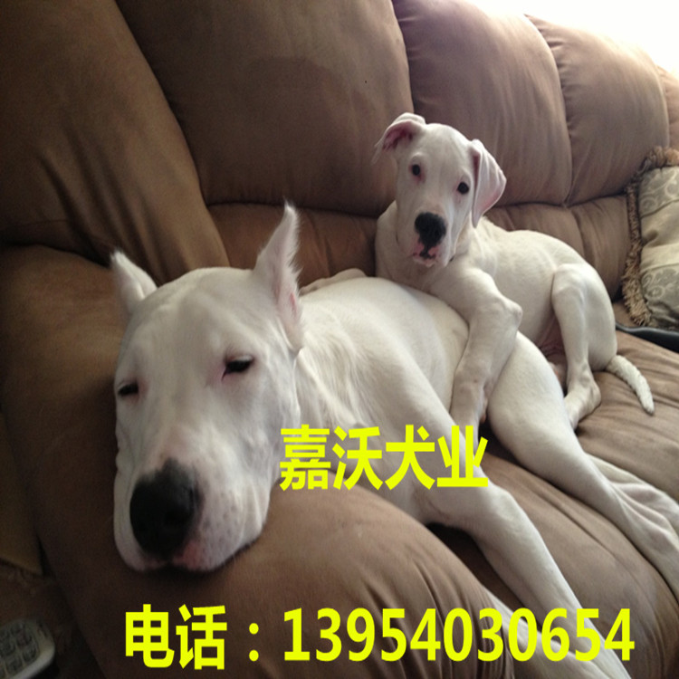 山东嘉沃杜高犬养殖场出售新款精品杜高幼犬 海盗眼 耳已修完|ru