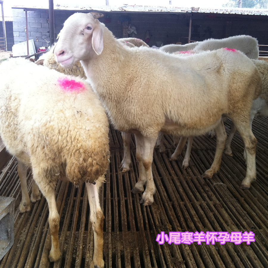 先养再付款 小尾寒羊羊羔价格在线免费咨询 小尾寒羊种苗价格-阿里巴巴