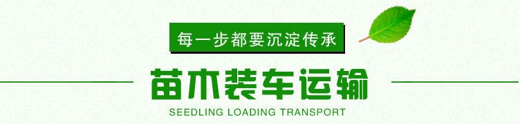 核桃苗终_25