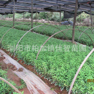 ���r���ش��NС�� ���̾G����ľ���N �G�����^��ľ���l