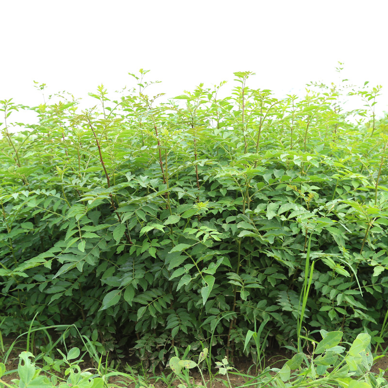 花椒树苗供应基地 大红袍花椒苗 九叶青花椒苗 无刺花椒苗长期供