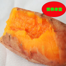 野地瓜价格_今日最新野地瓜价格行情走势