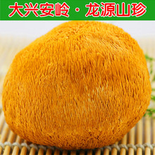 ���^�|�����^�����d���X���^�خa���^�����l��؛ʳ�þ�500g���]