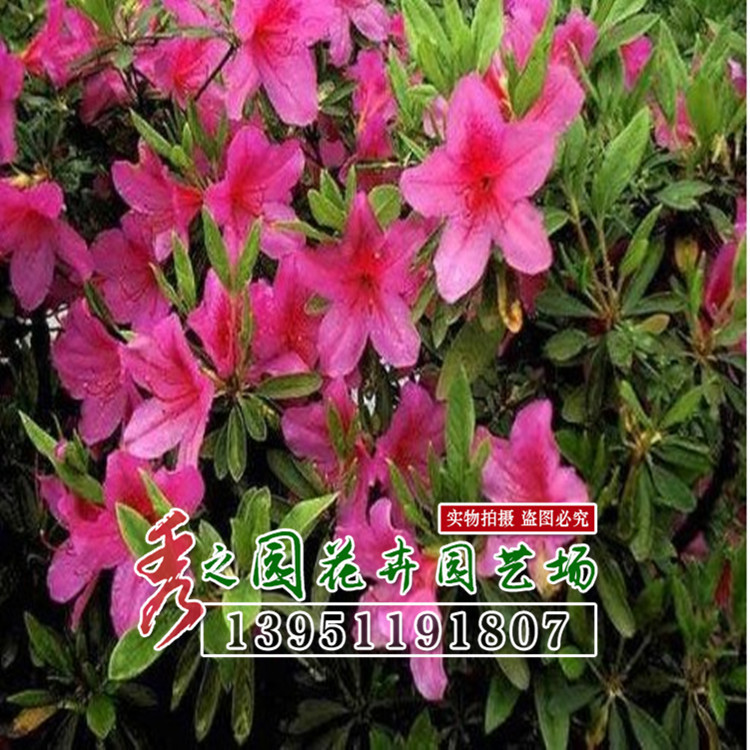 毛杜鹃夏娟毛鹃花苗工程绿化苗木毛娟小苗花庭院花坛开花植物树苗-阿里巴巴