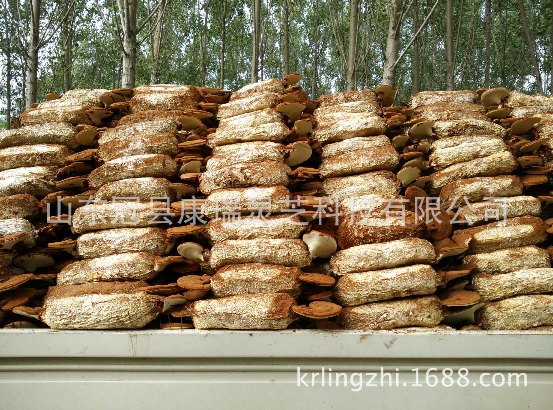 批发供应活体灵芝盆栽 观赏鲜灵芝菌包 聊城 康瑞灵芝-食品商务网