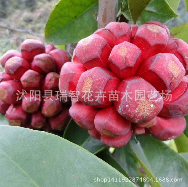 乔木-庭院阳台种植菠萝葡萄布福娜树苗 布福娜