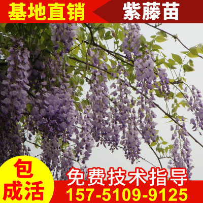 紫藤花苗攀援圍牆爬藤植物多花紫藤苗四季庭院造景植物紫藤花樹苗