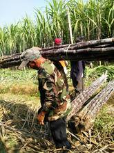 一斤甘蔗批发价格_最新一斤甘蔗批发价格\/批发