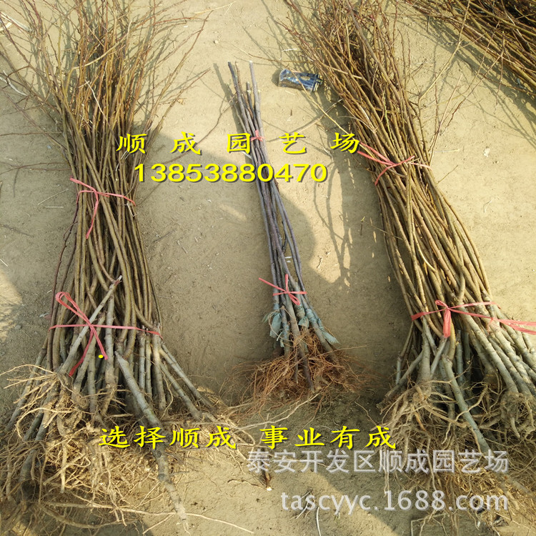 IMG20160228110437_副本_阿里