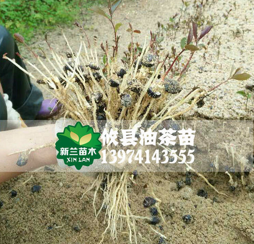 油茶芽砧木苗