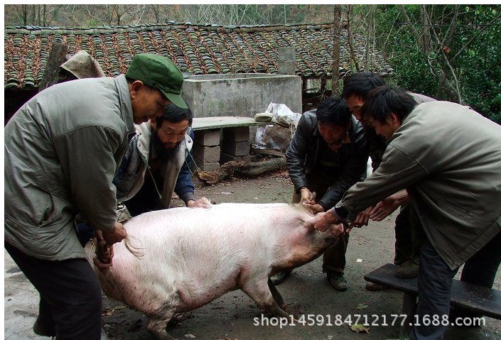 杀猪2