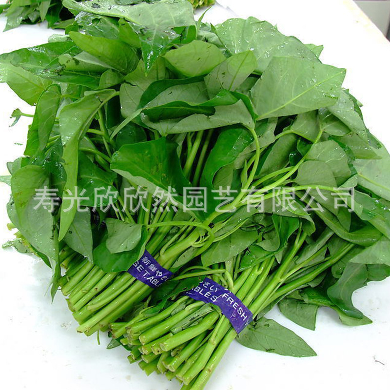 大叶空心菜种子 特色蔬菜青菜雍菜种子 阳台盆栽小菜园用种 约5g-阿里巴巴