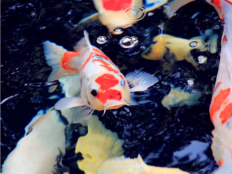 做鱼池观赏鱼锦鲤饲养放养的前期谋划准备条件