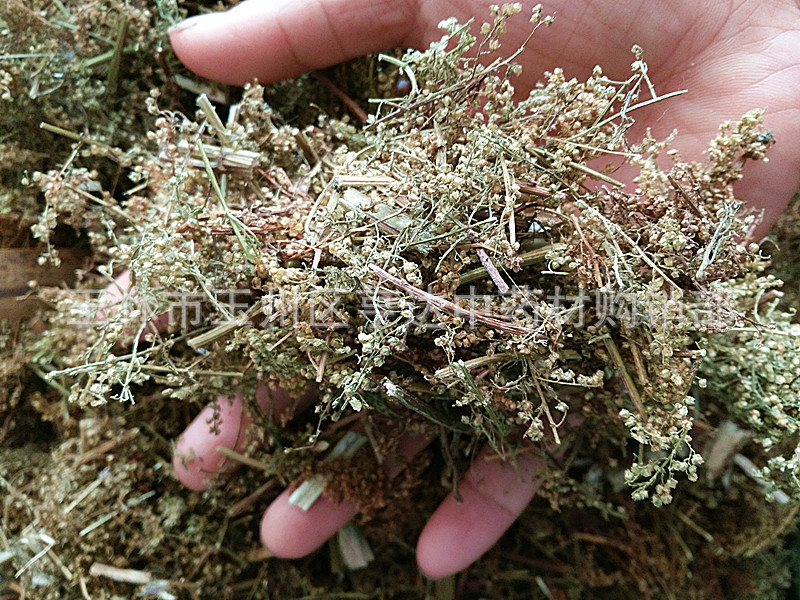 草类青蒿 桐臭蒿子香蒿 臭蒿 黄蒿 青高-阿里巴巴