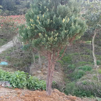 wholesale sale gardens green engineering Sabina chinensis Arborvitae Cemetery Evergreen Side White Cypress Evergreen Tomb Sweeping pine