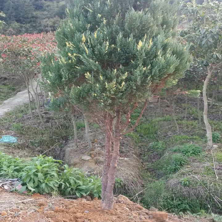 wholesale sale gardens green engineering Sabina chinensis Arborvitae Cemetery Evergreen Side White Cypress Evergreen Tomb Sweeping pine