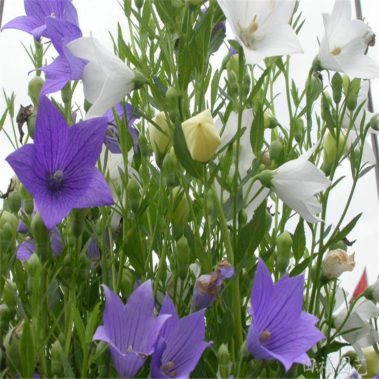 Улучшенные растрескивания Platycodon с высоким содержанием помех, овощи Platycodon, сушеные кусочки Platycodon, ломтики Platycodon, высокое качество и свежие.